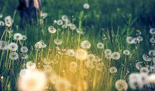 风是蒲公英的守护神