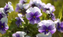 我眼中的紫罗兰