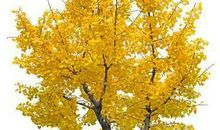 我最喜欢的植物银杏树