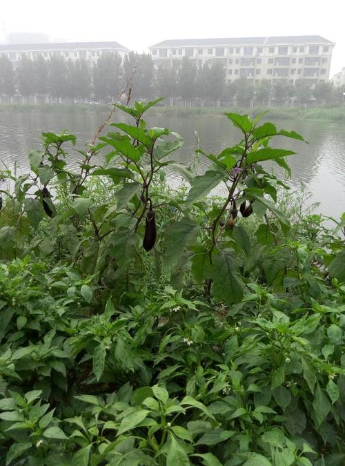 祖父母的小菜园