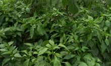 爷爷奶奶的小菜园