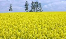 油菜花的启示