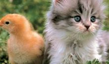 我最喜欢的小猫