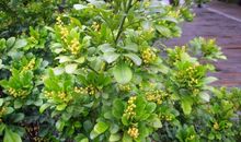 描写米兰花的作文