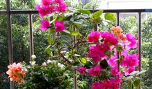 养花让生活更美好