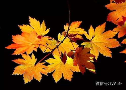 感恩节遇到枫叶的性格