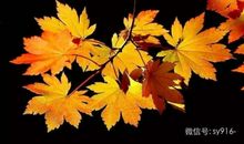 在感恩中邂逅枫叶的品格