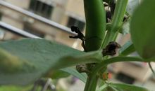 豌豆芽生长观察日记