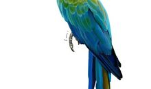 我最喜欢的动物鹦鹉