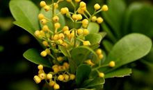 清香四溢的味道