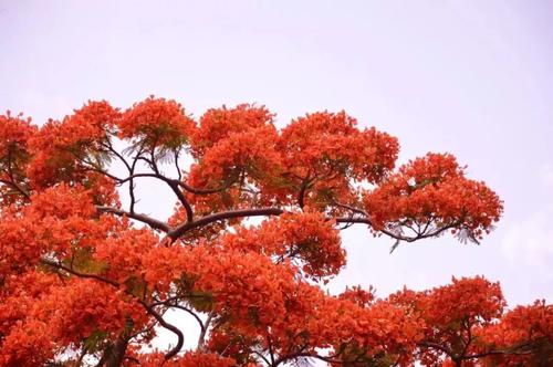 凤凰花树