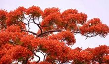 凤凰花树