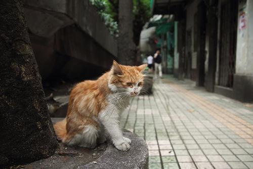流浪猫