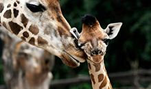 我最喜欢的动物长颈鹿