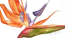 《天堂鸟》读后感