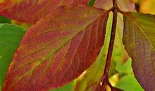 多姿多彩的树叶