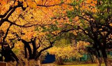 漫步在秋的校园