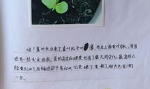 凤仙花观察日记四年级