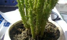 仙人掌给我的启发