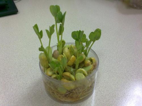 花生生长
