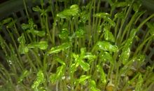 豌豆生长过程的日记