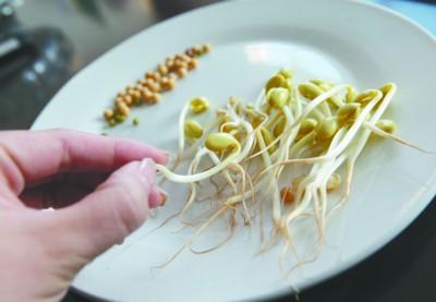 绿豆芽萌发观察日记
