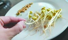 绿豆芽发芽观察日记