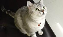 那飞蛾触动了我