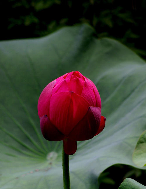 花中的绅士