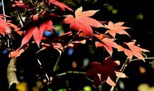 记一次观赏红叶