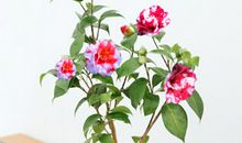 窗台上的那盆梅花