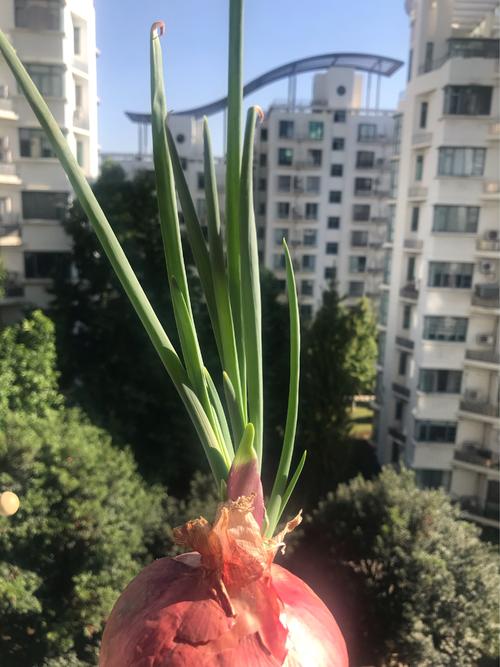洋葱成长过程日记