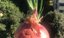 洋葱的生长过程日记