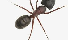 小蚂蚁变成大蚂蚁