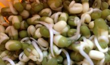 种豆芽的观察日记