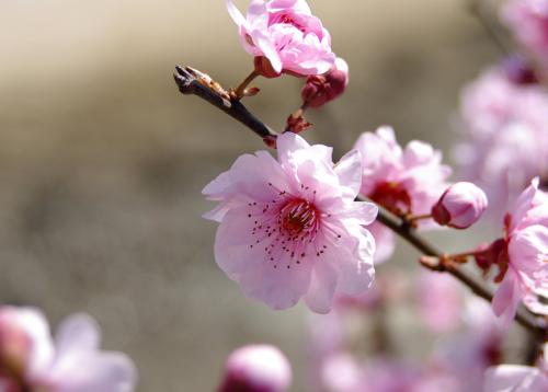 梅花