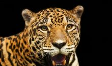 我变成了一只猎豹