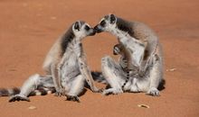 马达加斯加狐猴之岛观后感