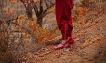 又是一年柿子红