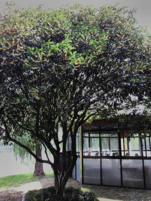 在桂花树下
