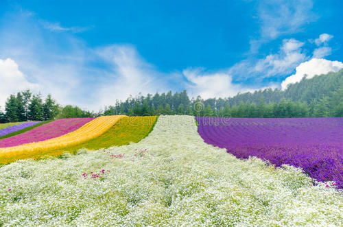 北海道的花田
