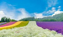 北海道的花田