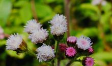 冬日里的一缕阳光