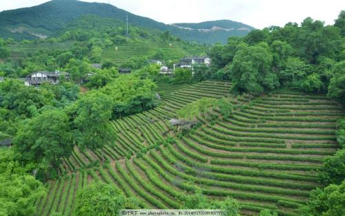 故乡茶园