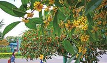 飘满桂花香的岁月