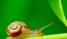 那只蜗牛影响了我