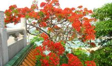 校园里的凤凰树