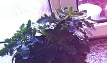 年轮中的爱，滋润了我的心田