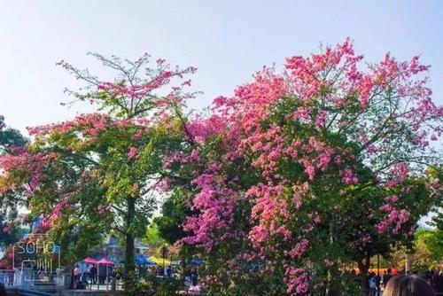 花开在角落里