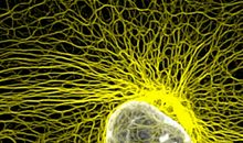 生命中最绚丽的一笔